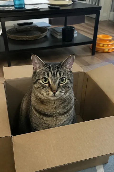 A tabby cat sitting in a cardboard box on a living room floor