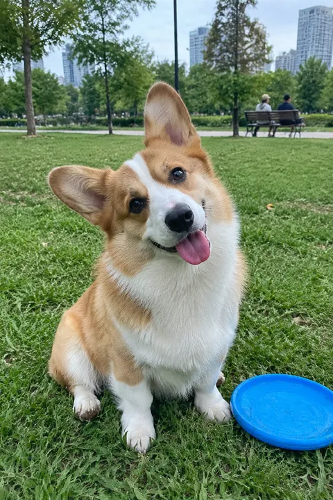 Happy corgi sitting on green grass in a park next to a blue frisbee