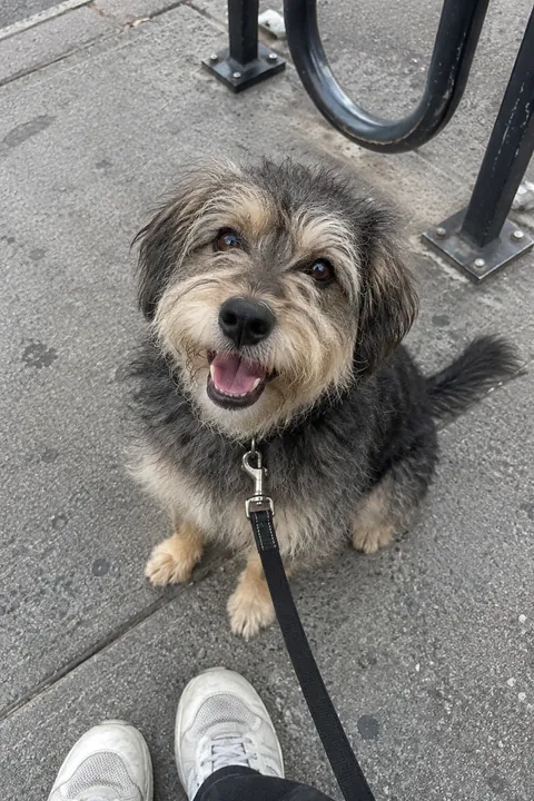 A fluffy scruffy dog sits on a sidewalk on a leash looking up happily