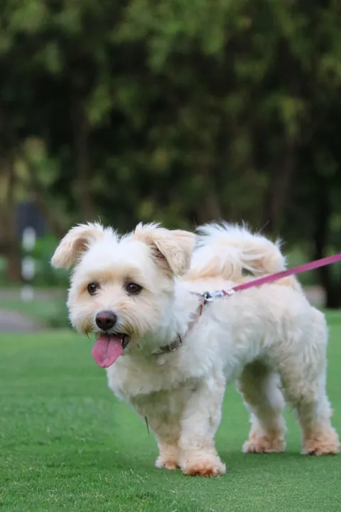 A small fluffy white dog standing outdoors