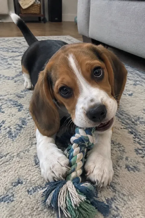 A beagle puppy lying on a patterned rug biting a braided rope toy
