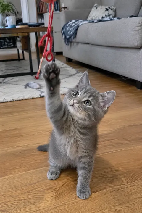 A small gray kitten sits on a wooden floor reaching for a red string toy